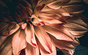 a close up photograph of a pink flower
